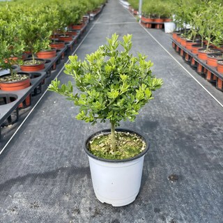 애니시다 외목대 10cm포트 앙골담초 레몬 봄꽃