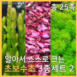 [수초농부] 검역 알아서 크는 초보수초 3종세트 암브리아 붕어마름 슈퍼레드 초보자, 1세트