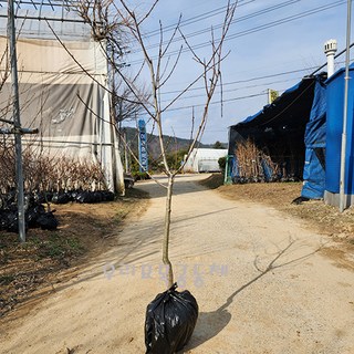 <과일나무>천도복숭아나무 3년생 결실주 (신비 천홍), 천도복숭아
