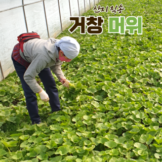 [산지직송] 거창 당일수확 머위나물 봄나물 생머위잎 1(kg), 1개, 2kg