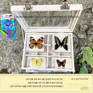 곤충 표본 상자 DIY 학습용 과학교구 세트 나비 사슴벌레 장수풍뎅이 관찰 실험 교육 선물용 장식 수집용 아이들 방학숙제 체험, 나비 선물 상자 세트 A