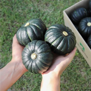 [즉시출고] 산지직송 미니밤호박 미니단호박 단호박 1kg 2kg 3kg, 미니밤호박 1kg(2~4개), 1개