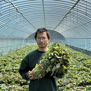 고구마모종 해남 꿀 고구마모종