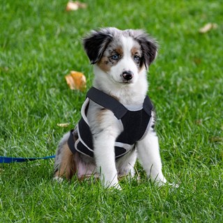 강아지 척추보조기 척추디스크 허리보호대 재활 척추 지지대 애견 반려동물