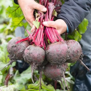 25년 햇 산지직송 해남 레드비트, 1박스, 2kg