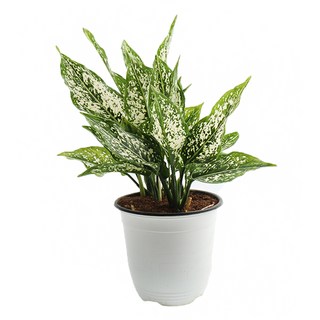 갑조네 스노우 사파이어