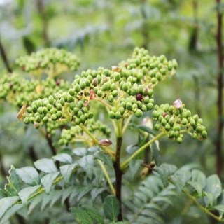 산초나무 실생3년 10주묶음