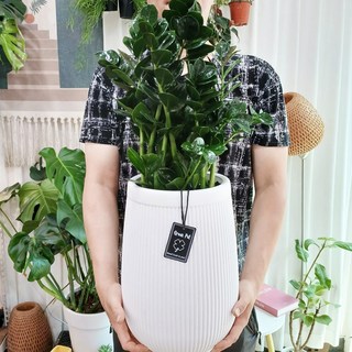 개업화분 럭키금전수 대형 80cm 개업축하화분 수도권 직접 꽃배달 가능, 1개
