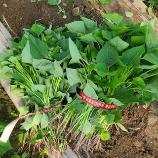 조은해남 꿀고구마 모종