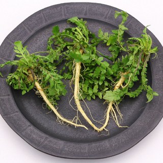 건강의정석 국내산 삶은 얼갈이 우거지 1kg 제철 얼갈이배추를 손질해서 만든 우거지, 1000g, 1개 냉동냉이 11 국내산 노지 햇 냉이 세척 손질, 1개, 200g