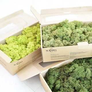 공기정화 스칸디아 모스 천연이끼 500g DIY 2가지 색상 혼합 가능 BEST 14color, 피치, 클래식블루, 1개