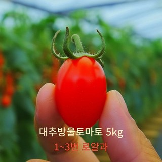 [신선보장] 특품 대추방울토마토 아삭 달달 탱글한 대추방토 2kg 3kg 5kg 대과, 1개, 5kg(1~2번대과)