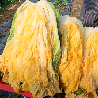 올해의 첫배추 땅끝 해남 절임배추, 1박스, 20kg