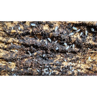 드워_WHITE 분해생물 쥐며느리 공벌레