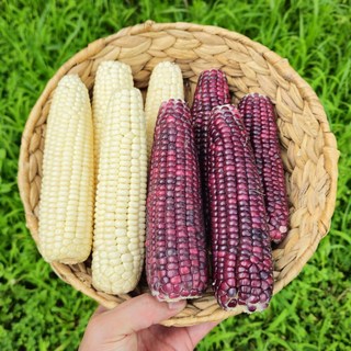 맛있는 강원도 찰옥수수 미백옥수수 냉동 특품, 1개, [CS불가특가] 생옥수수 상품 (14cm이하) 30개입