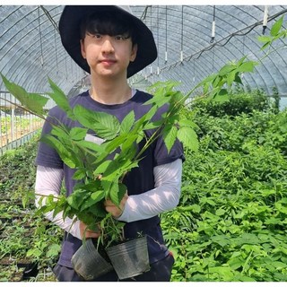 가시없는 복분자나무 묘목 블랙베리 산딸기 슈퍼복분자나무, 토종복분자 포트