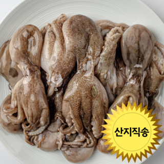 (한정판매) 산지 급냉 쭈꾸미 서해안 산지 직송, 1박스, 2kg