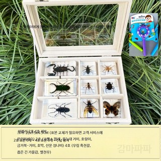 곤충 표본 상자 DIY 학습용 과학교구 세트 나비 사슴벌레 장수풍뎅이 관찰 실험 교육 선물용 장식 수집용 아이들 방학숙제 체험, 파브르 세트 2 4호