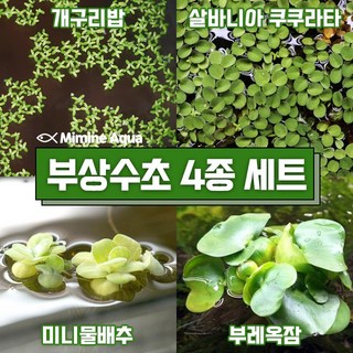 미미네아쿠아 둥둥 수조 위 뜨는 부상 수초 키우기 4종 세트