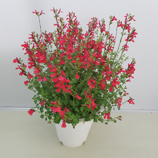 세이지 체리세이지 한립세이지