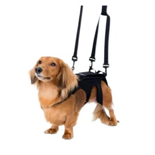 노견 디스크 척추 보조기 강아지 재활 허리 보호대, 1개