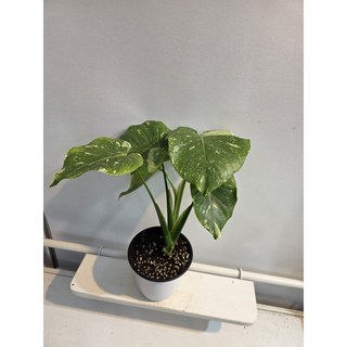 무늬 몬스테라 (B급) 1개 기본 상품 이미지