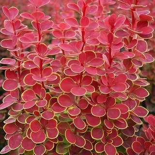 매자나무 직립매자 오렌지 선라이즈