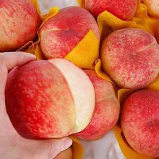 신선팜] 새벽 수확! 경북 햇 털복숭아 말랑이 딱딱이 황도 백도(랜덤), 1박스, 1.5kg(7-8과)