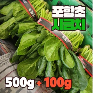 해풍 맞은 청정 남해 포항 노지 시금치, 1박스, 500g