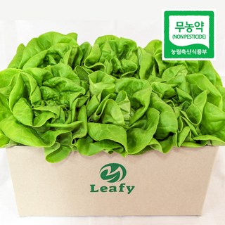 [단품] 리피 버터헤드 유러피안 샐러드 상추 산지직송 무농약 당일수확, 1개, 1kg