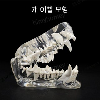 강아지 이빨모형 동물병원 교육용 표본니 개 고양이 수의학 구강 표본 치아모델, 고양이 머리 모형