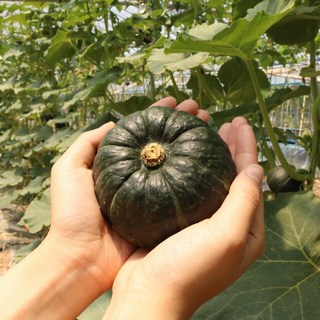 농장직송 함평 무농약 단호박, 1박스, 2kg (8~15수내외)