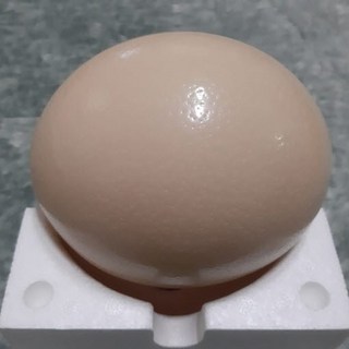 한길타조농장 건강 타조알