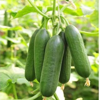 오크라 왁스 구어 꽃 아로마 향 오이 가지 고추 호박 양배추용 당근 토마토 양상추, [17] Cucumber 100Pcs, 1개