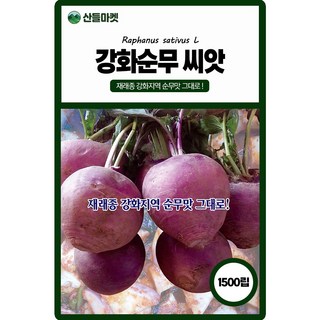산들마켓 강화순무 씨앗 1500립 재래종 강화지역 순무맛 그대로인 국내산 고급 품종, 1개