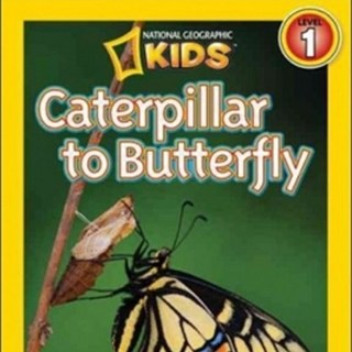 Caterpillar to Butterfly, Natl Geographic Soc Childrens books