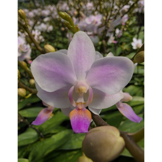 미니정글 예쁘고 우아한 호접란 잔설 고품격 고급 공기정화식물 인테리어 식물 1개 화이트 상품 이미지