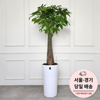 에코플랜트 금전수 개업 화분 집들이 선물 승진 사무실 이전 병원 개원 식당 개업식 축하 화분 배달 [서울 경기 당일배송]토요일 오후 일요일 주문건 월요일배송, 1개, 08. 파키라