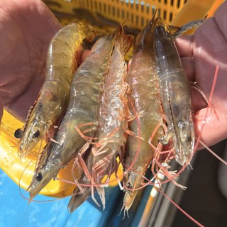 [신선도up] 예스수산 국내산 활새우 500g 1kg (33미내외) 증정(초장+버터) 흰다리새우 왕새우 생새우 제철 새우 당일조업 당일어획 산지직송 당일발송 뚱땡이새우, 1개, 흰다리 새우 1KG(33미 내외)