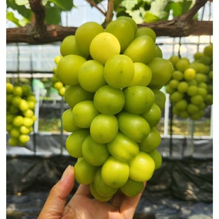 프리미엄 고당도 샤인머스켓 김천 [산지직송], 1박스, 1kg (2-3수)