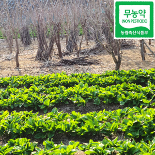 2025 강릉 오대산 부연동마을 생 명이나물 산마늘 최상품 친환경 무농약농산물 인증, 줄기포함 잎명이 1kg, 1개