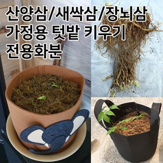 장뇌삼 3년근모종 장뇌삼 묘삼 삼모종 산삼 인삼 모종 부직포화분 /정직한사람들, 브라운코끼리, 1개