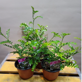 산초나무 상품 이미지