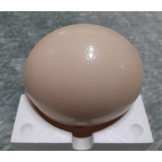 한길타조농장 건강 타조알
