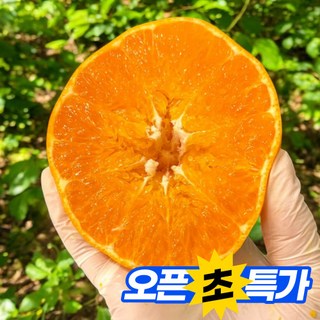 [제주 서귀포] 프리미엄 하우스 레드향, 1박스, 대과 2.5kg
