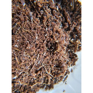 톡토기 분양 분해생물