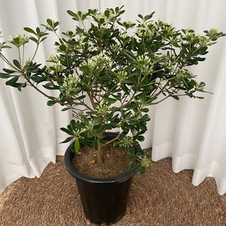 만리향 대형 대품 향기나는 꽃 온정원 공기정화식물