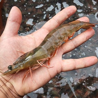 어반포레 국내산 신안군 제철 생물 흰다리새우, 1박스, 1kg