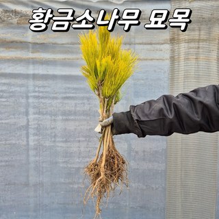 황금소나무 접목묘 조경수 묘목