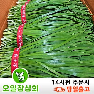 (오일장 상회) 국내산 부추 정구지 1단(500g) 2단(1kg) 3단(1.5kg) 내외, 500g, 1개